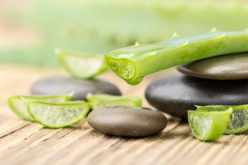 Orchid Gardening 101: From Watering to Repotting