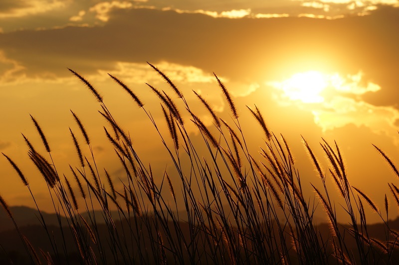 sympathy flowers bouquets